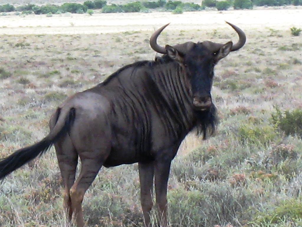 NelspoortThe Vale Karoo Farm别墅 外观 照片